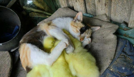 10 sleeping animals that fill us with positive vibes 10 sleeping animals that fill us with positive vibes