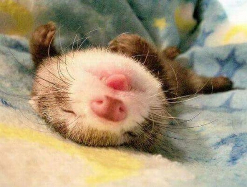 10 sleeping animals that fill us with positive vibes