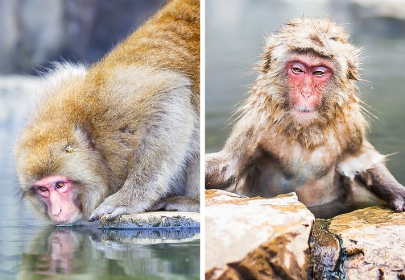 11 fotos que demuestran que los animales y el agua son incompatibles