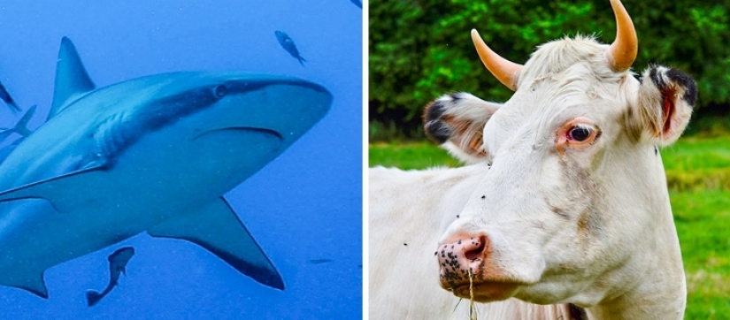 11 hechos sobre animales que ni siquiera los zoólogos conocen