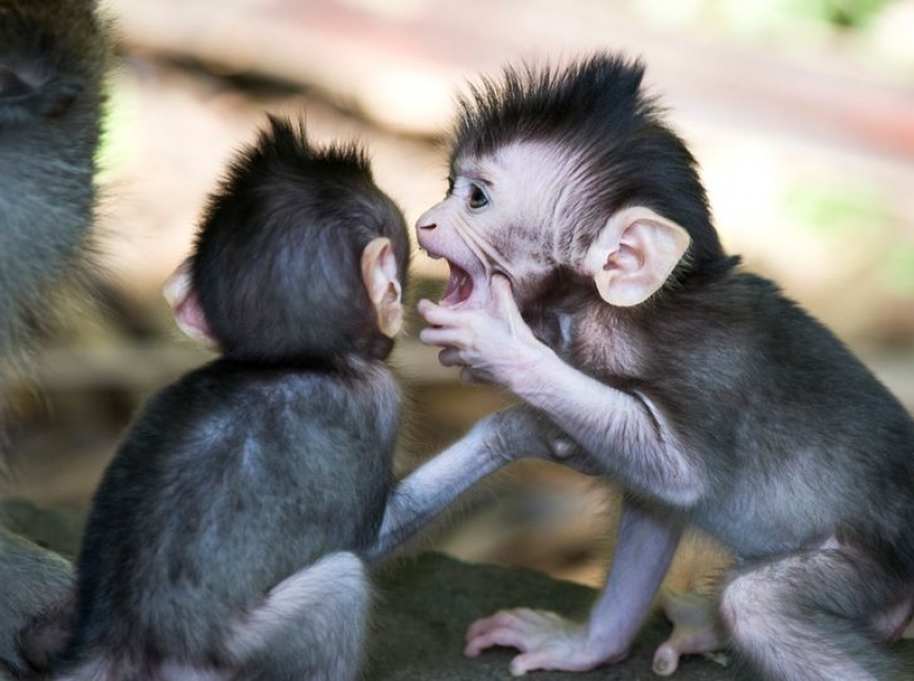 12 comportamientos que los humanos y los animales comparten sin saberlo