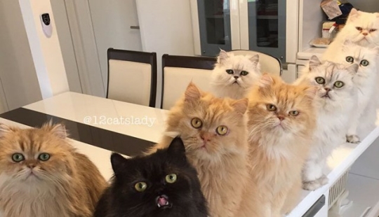 12 persas bajo un mismo techo