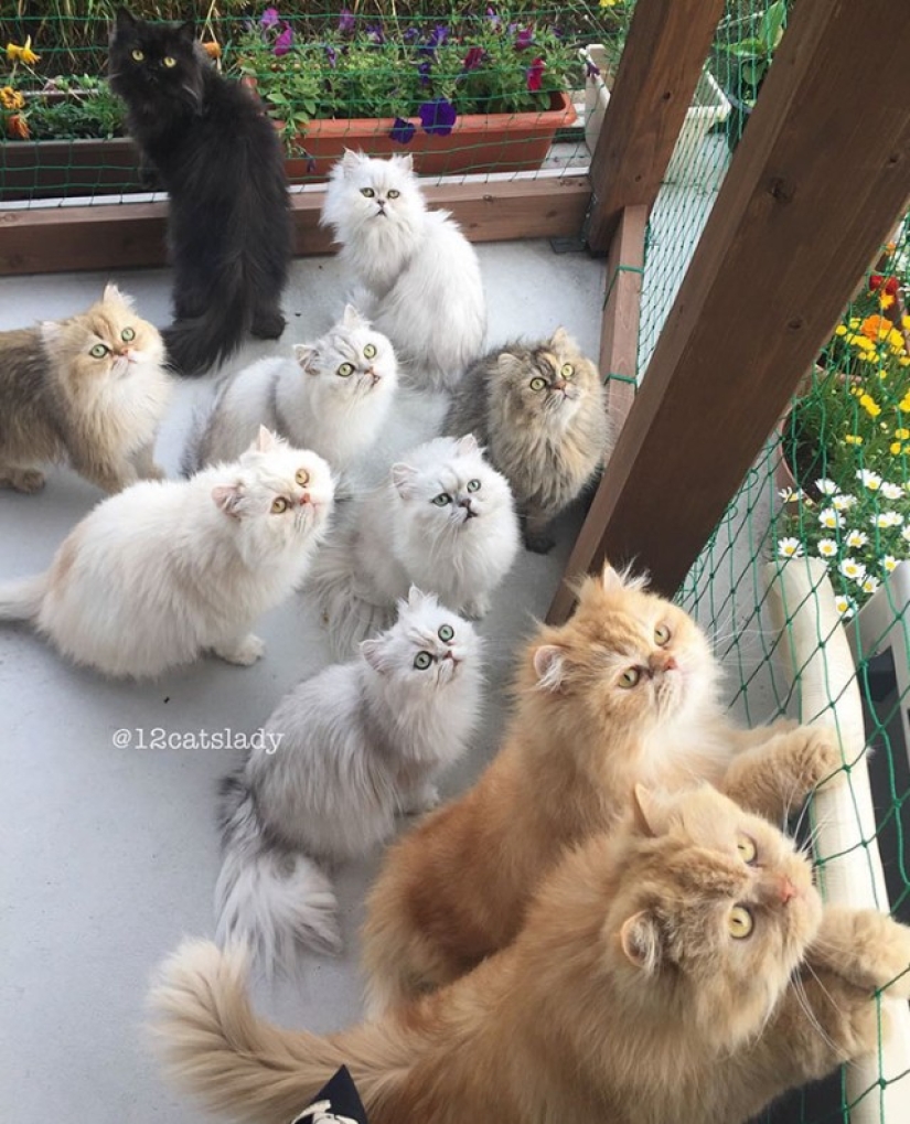 12 Persians under one roof