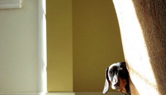 12 pets that are so shy that they make us want to hug them