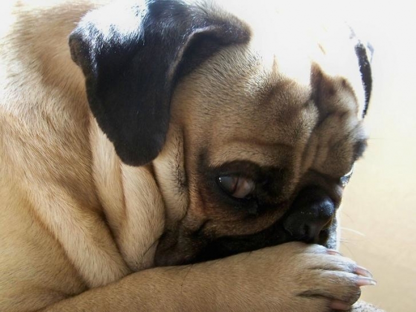 12 pets that are so shy that they make us want to hug them