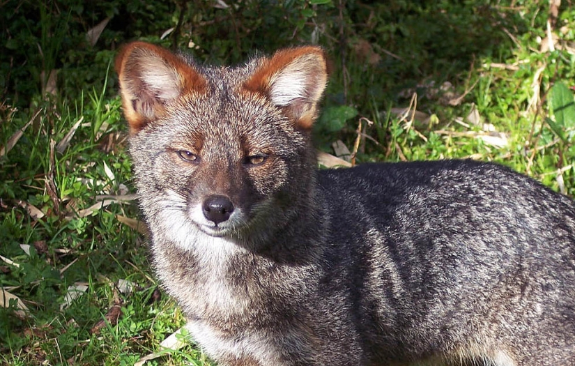 12 surprisingly rare species of wild dogs and cats