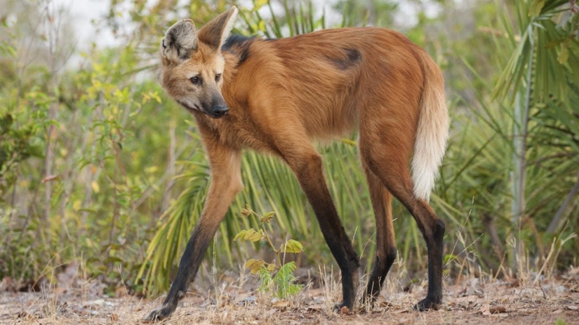 12 surprisingly rare species of wild dogs and cats