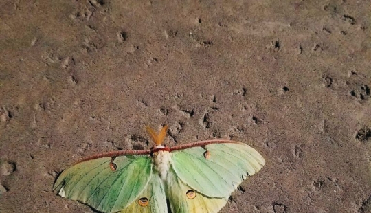 13 animales, mirando a los que quiero decir: "¿Qué eres?"