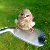 13 animals that tried to get angry