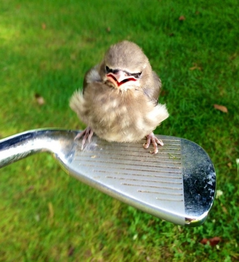 13 animals that tried to get angry