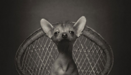 13 impresionantes retratos de animales con emociones "humanas"