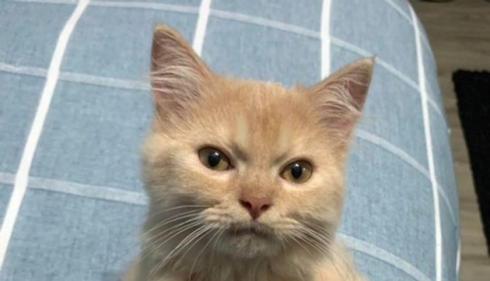 13 mascotas que no necesitan hablar porque todo está escrito en sus caras 13 mascotas que no necesitan hablar porque todo está escrito en sus caras