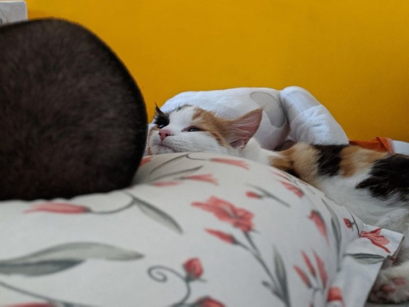 13 pets that don't need to talk because everything is written right on their faces