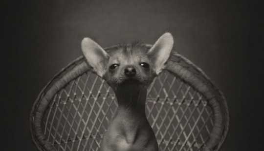 13 stunning animal portraits with "human" emotions 13 stunning animal portraits with "human" emotions
