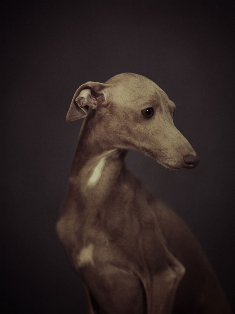 13 stunning animal portraits with "human" emotions