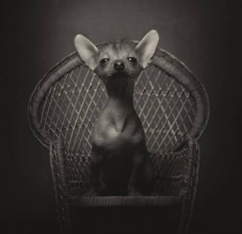 13 stunning animal portraits with "human" emotions