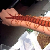 14 criaturas más aterradoras que viven en el río Amazonas