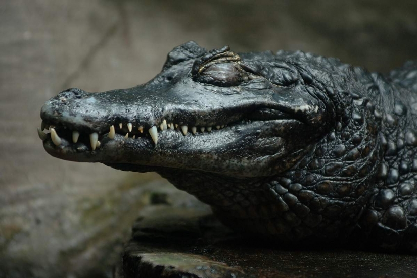 14 criaturas más aterradoras que viven en el río Amazonas