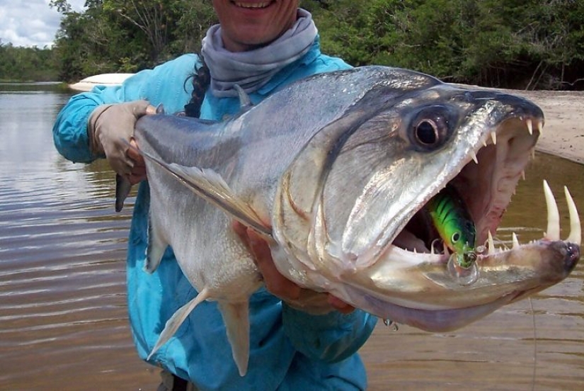 14 criaturas más aterradoras que viven en el río Amazonas