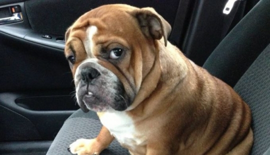 14 mascotas cuyo segundo nombre es "drama"