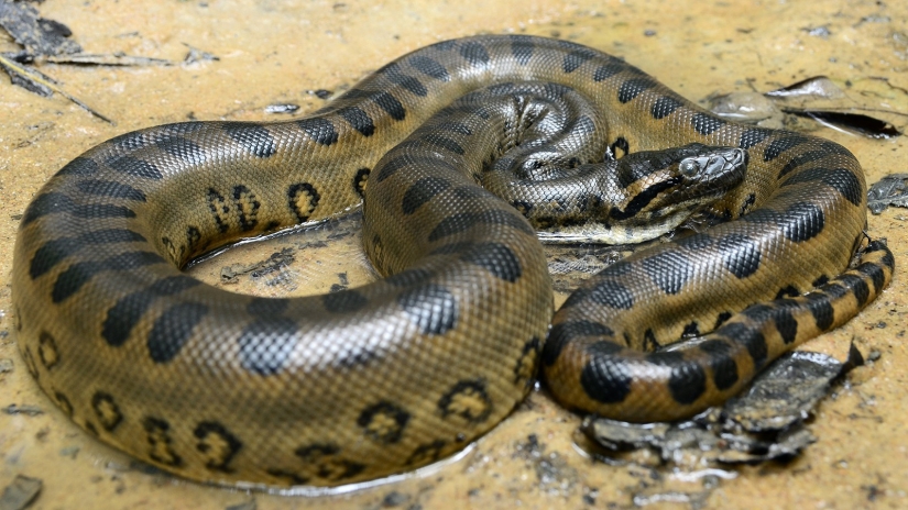 14 most terrifying creatures living in the Amazon River