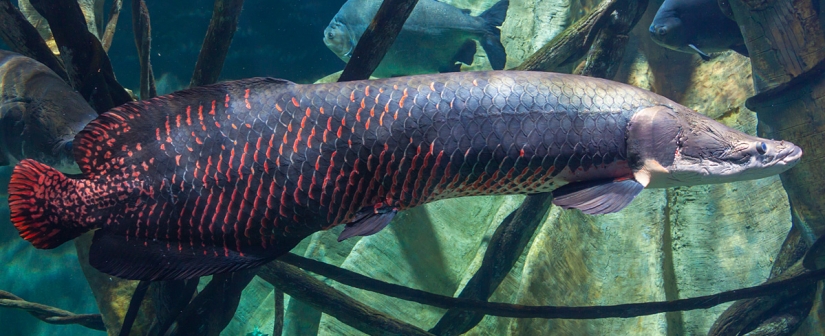 14 most terrifying creatures living in the Amazon River