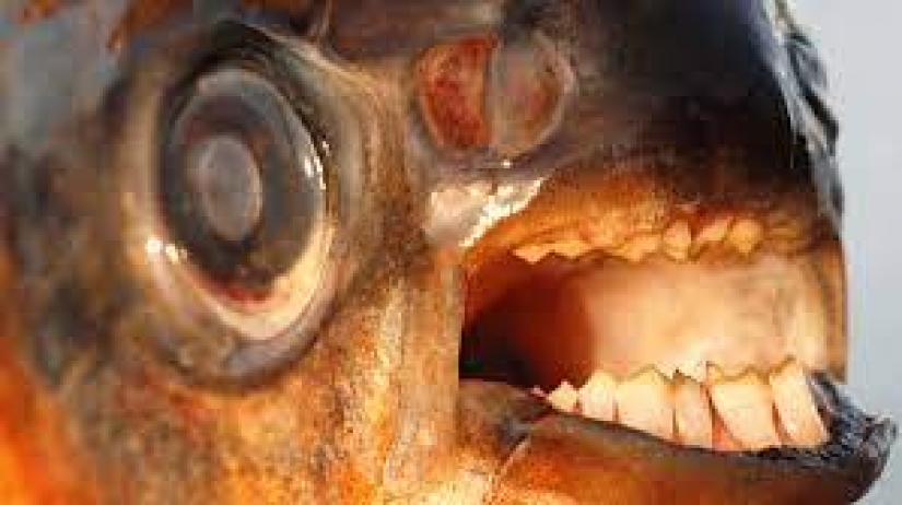 14 most terrifying creatures living in the Amazon River