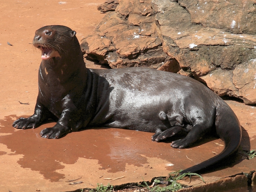 14 most terrifying creatures living in the Amazon River