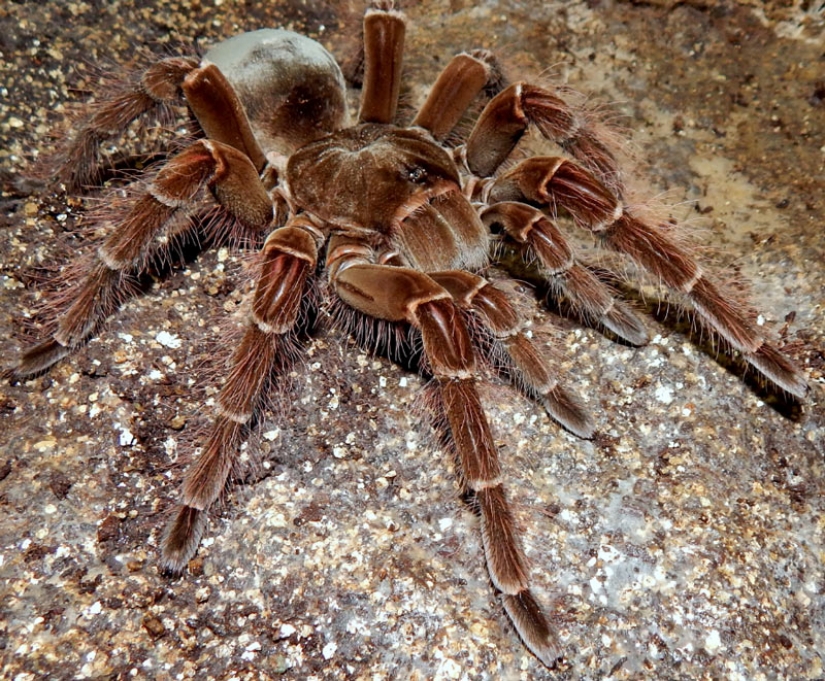 14 most terrifying creatures living in the Amazon River