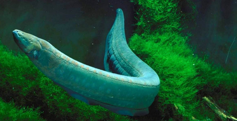 14 most terrifying creatures living in the Amazon River