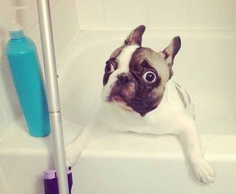 14 pets whose middle name is "drama"