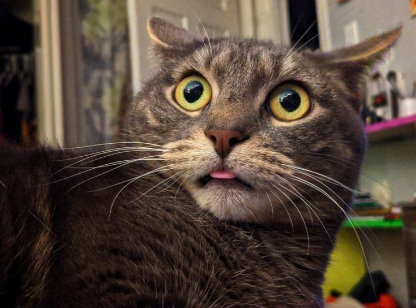 14 pets whose middle name is "drama"