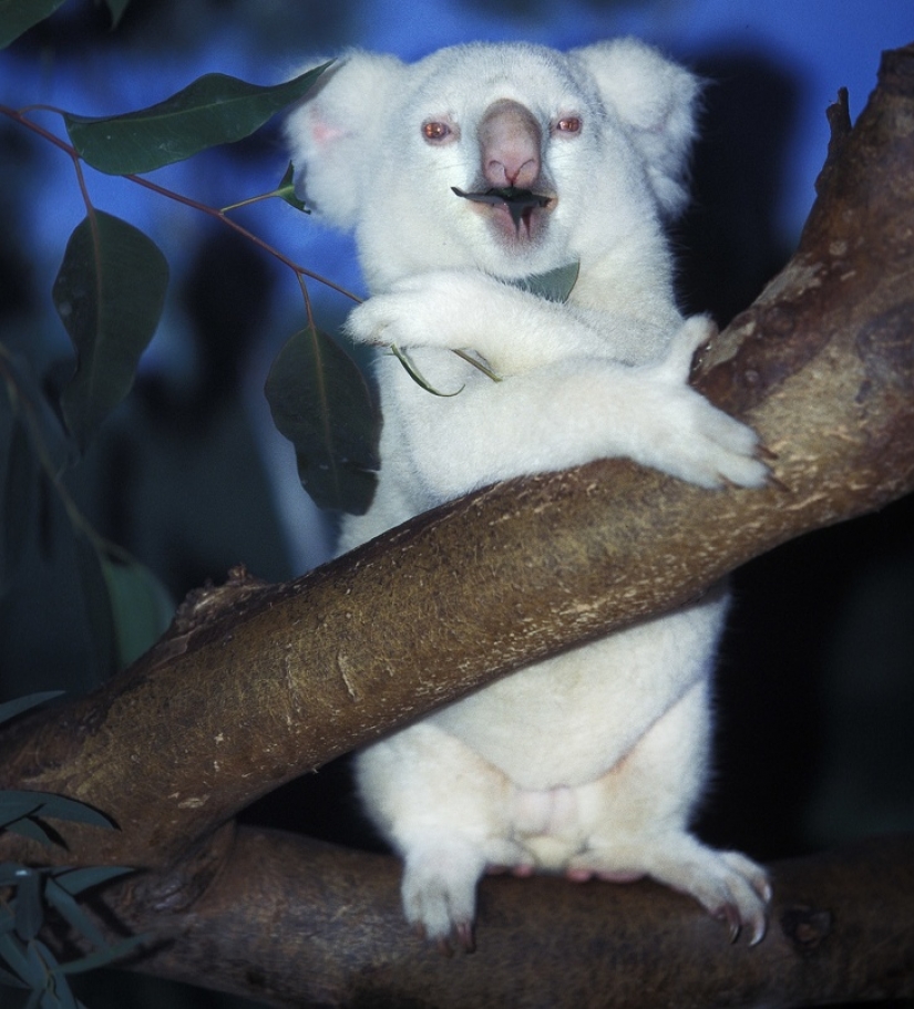 15 albino animals born to amaze the world
