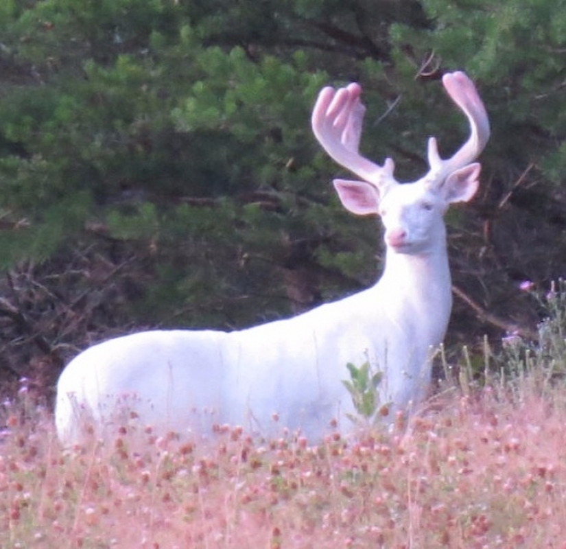 15 albino animals born to amaze the world