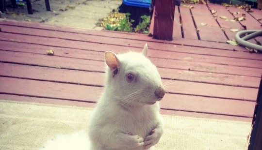 15 albino animals born to amaze the world