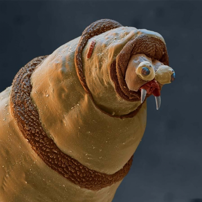 15 amazing creatures which can't see without a microscope