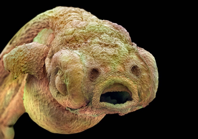15 amazing creatures which can't see without a microscope