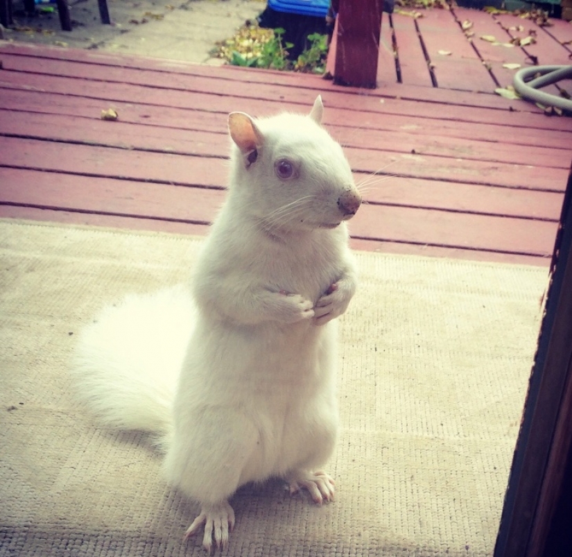 15 animales albinos nacidos para asombrar al mundo