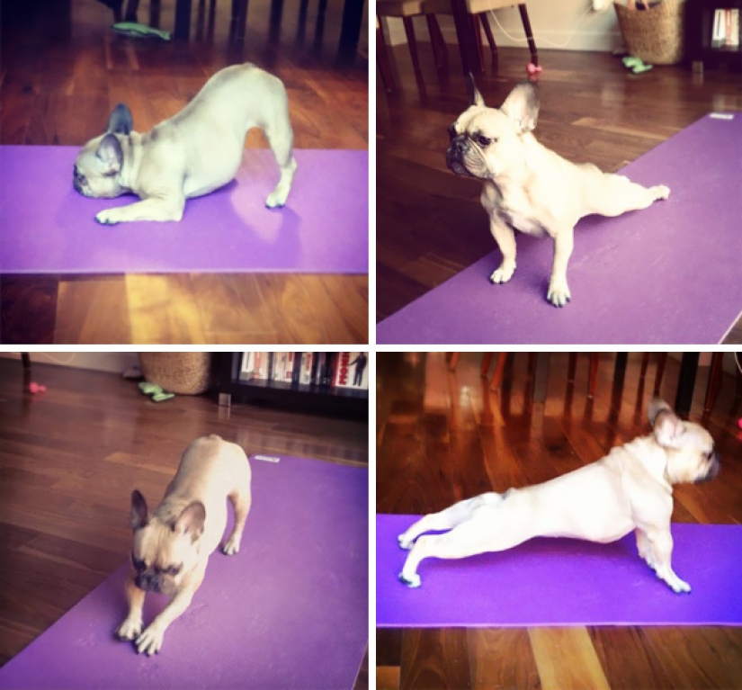 15 animals that do yoga cooler than you