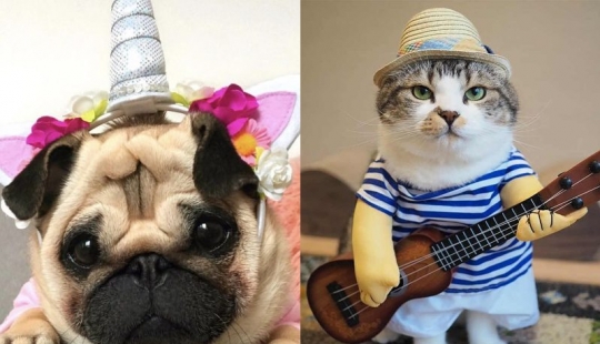 15 divertidos disfraces para mascotas de AliExpress