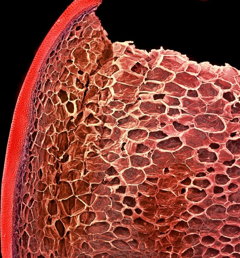 15 fascinantes fotos de productos bajo el microscopio