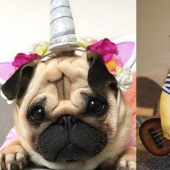 15 funny costumes for pets from AliExpress