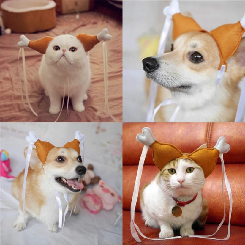 15 funny costumes for pets from AliExpress
