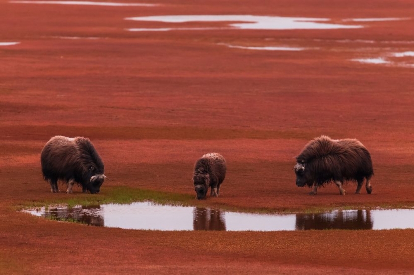 15 photos of wildlife, the most unknown thing on earth