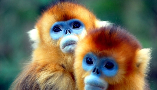 16 creatures like from another planet