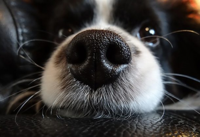 16 hechos inusuales sobre perros que necesitas saber
