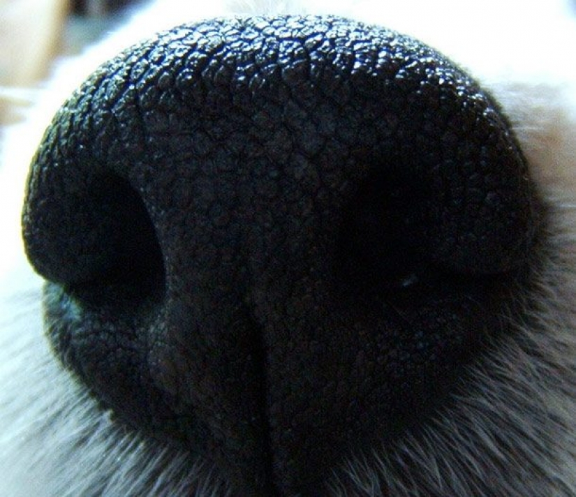 16 Unusual Dog Facts You Need to Know