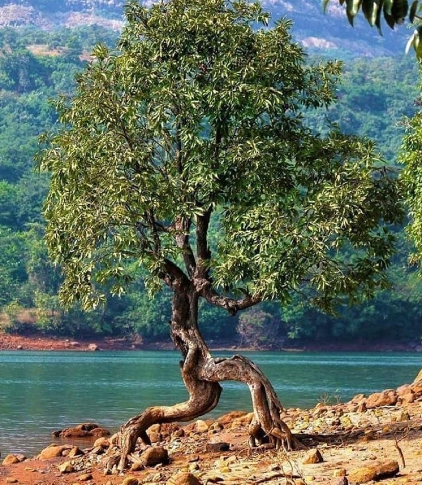 16 veces que la naturaleza intentó confundirnos y realmente lo logró