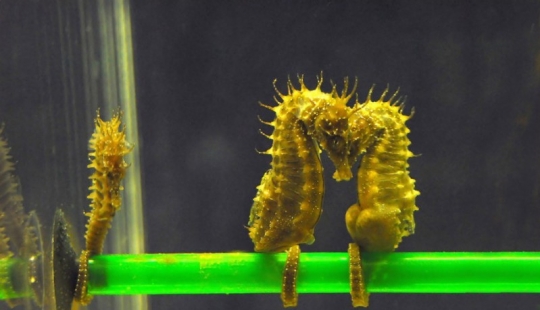 17 animales que forman una más feliz y armoniosa par de personas