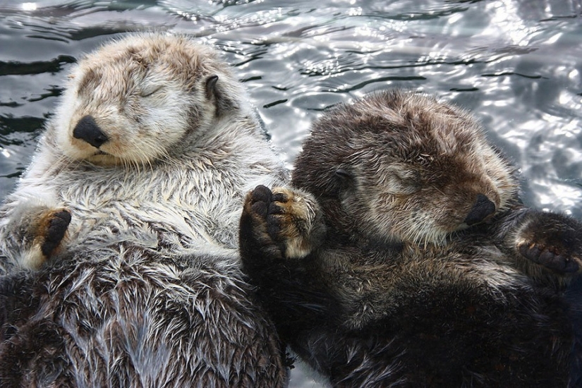 17 animals that form a more happy and harmonious couple than people